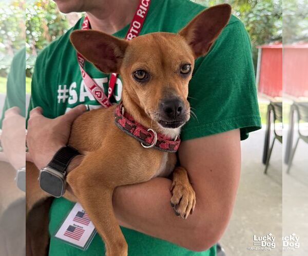 Medium Photo #5 Chihuahua-Unknown Mix Puppy For Sale in Washington, DC, USA