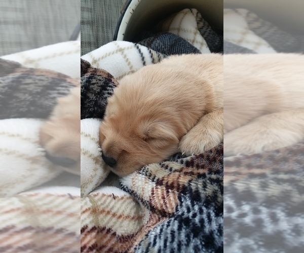 Medium Photo #3 Golden Retriever Puppy For Sale in CANTRIL, IA, USA