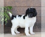 Small #3 Poodle (Standard)