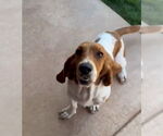 Small #1 Basset Hound Mix