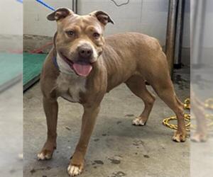 American Pit Bull Terrier Dogs for adoption in Camarillo, CA, USA