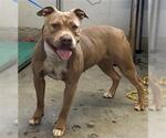 Small American Pit Bull Terrier