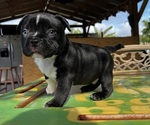 Small Photo #7 American Bully Puppy For Sale in TAMPA, FL, USA