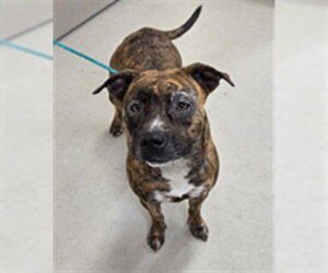 Mutt Dogs for adoption in Sanford, FL, USA