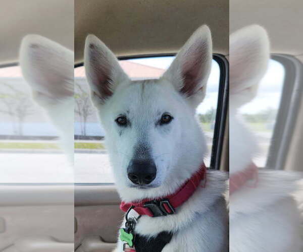 Medium Photo #4 Siberian Husky-Unknown Mix Puppy For Sale in St. Augustine, FL, USA