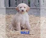 Puppy Moo moo Aussiedoodle-Labradoodle Mix