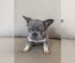 Puppy Moana French Bulldog