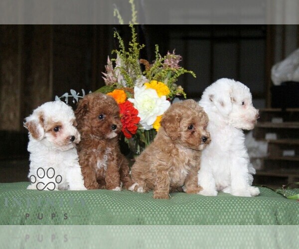 Medium Photo #2 Poodle (Toy) Puppy For Sale in NORTH EAST, MD, USA