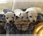 Small Photo #6 Bichon Frise Puppy For Sale in JENSEN, UT, USA