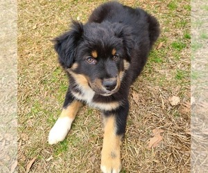 Australian Shepherd Puppy for sale in DAWSON, GA, USA