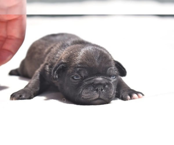 Medium Photo #1 Pug Puppy For Sale in PALM COAST, FL, USA