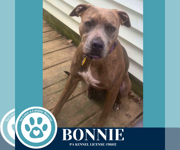 Medium Photo #7 American Pit Bull Terrier-Unknown Mix Puppy For Sale in Kimberton, PA, USA