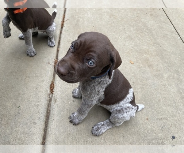 Medium Photo #3 German Shorthaired Pointer Puppy For Sale in RIVERSIDE, CA, USA