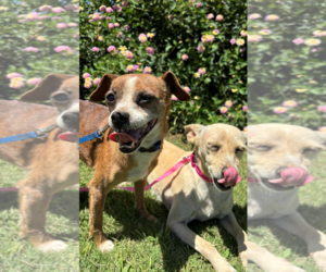 Boo Boo - Female Chihuahua-Unknown Mix Dog for Adoption - Photo #3