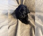 Small #2 Goldendoodle