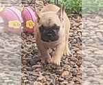 Small Photo #7 French Bulldog Puppy For Sale in TAYLORSVILLE, KY, USA