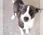 Small #1 Border Collie Mix