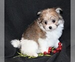 Small Photo #7 Maltipom Puppy For Sale in ROCK VALLEY, IA, USA