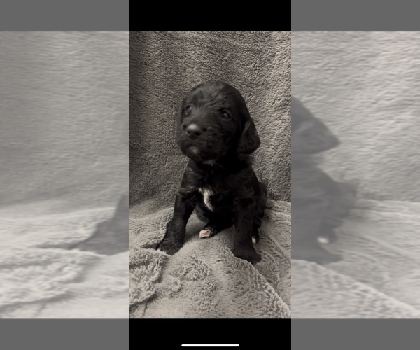 Medium Photo #5 Labradoodle Puppy For Sale in BONNER, MT, USA