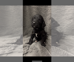 Small #4 Labradoodle