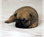 Small Photo #12 French Bulldog Puppy For Sale in WINNSBORO, TX, USA