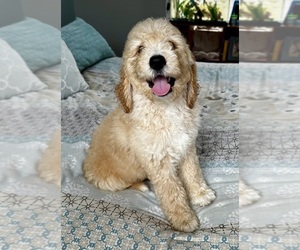 Goldendoodle Puppy for sale in PENSACOLA, FL, USA