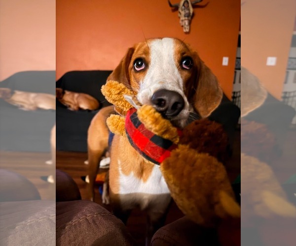 Medium Photo #1 Mutt Puppy For Sale in Roxboro, NC, USA