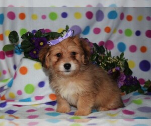 Pom-A-Poo Puppy for Sale in BARNESVILLE, Kansas USA