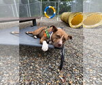 Small #14 American Staffordshire Terrier