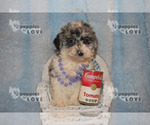 Small Photo #3 Aussiedoodle-Poodle (Toy) Mix Puppy For Sale in SANGER, TX, USA