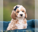 Small #1 Maltipoo (Miniature)