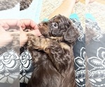 Small #9 Aussiedoodle