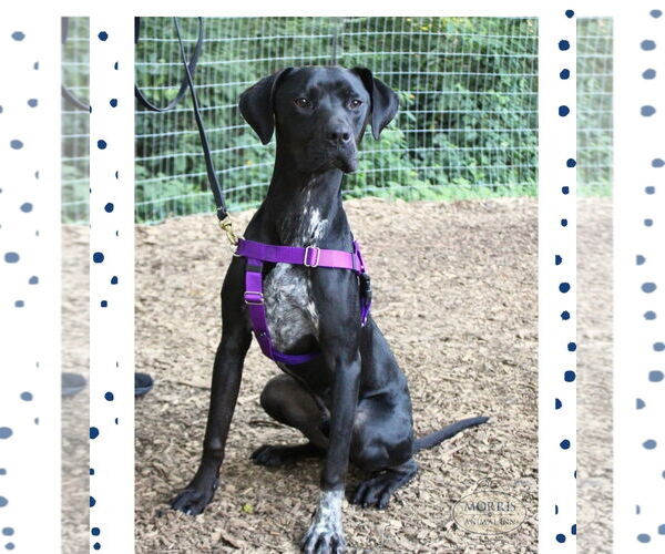 Medium Photo #1 German Shorthaired Pointer-Unknown Mix Puppy For Sale in Rockaway, NJ, USA