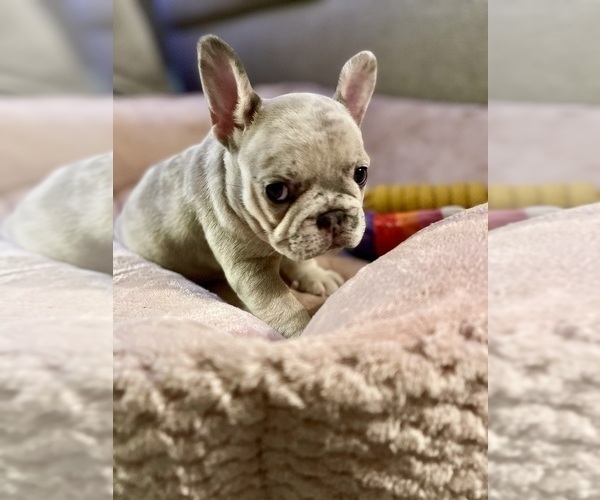 Medium Photo #4 French Bulldog Puppy For Sale in PHILADELPHIA, PA, USA