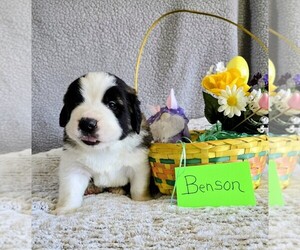 Medium Saint Bernard