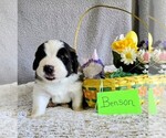 Puppy Blue Male Saint Bernard