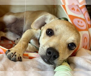 Chihuahua-Unknown Mix Dogs for adoption in Jefferson, NJ, USA