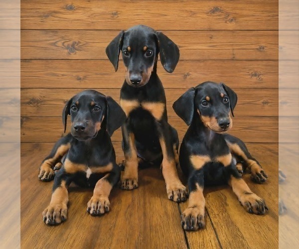 Medium Photo #4 Doberman Pinscher Puppy For Sale in KELLYTON, AL, USA