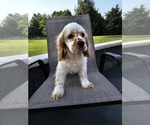 Puppy 2 Cocker Spaniel