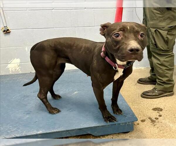 Medium Photo #1 American Pit Bull Terrier-Unknown Mix Puppy For Sale in Woodland, CA, USA