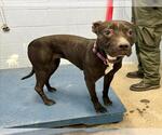 Small American Pit Bull Terrier Mix