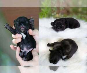 French Bulldog Puppy for sale in ROANOKE, IL, USA