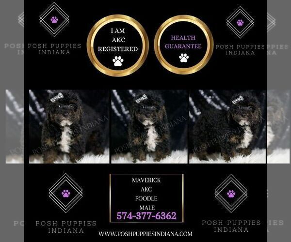 Medium Photo #5 Poodle (Toy) Puppy For Sale in WARSAW, IN, USA