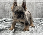 Small #1 French Bulldog