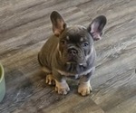 Blue - Male French Bulldog Puppy for Sale - Small photo