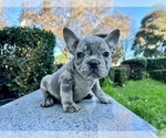 Small #222 French Bulldog