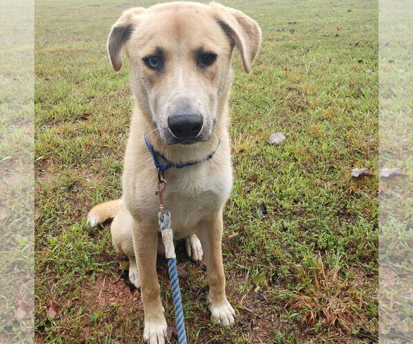 Medium Photo #7 Mutt Puppy For Sale in Rustburg, VA, USA