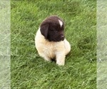 Small #10 Newfoundland