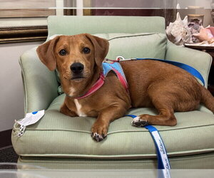 Woodford - Male Mutt Dog for Adoption - Photo #11