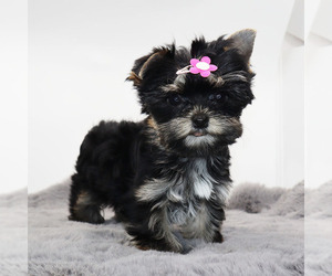 Yorkshire Terrier Puppy for sale in LOS ANGELES, CA, USA